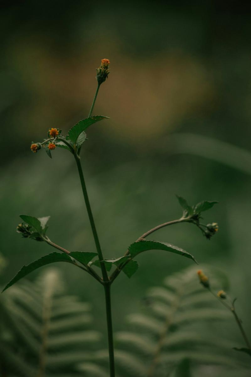 An image of a scientist analyzing plant extracts in a laboratory setting in the Netherlands